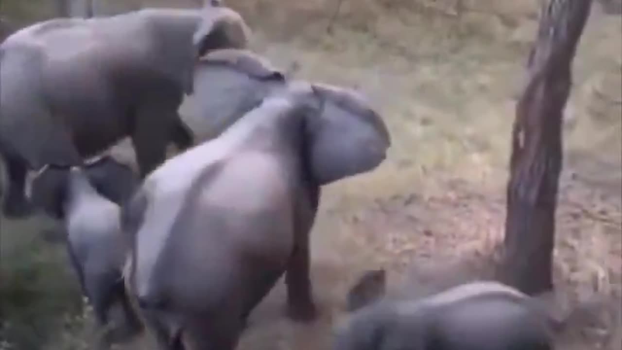 This is how elephants protect their babies..