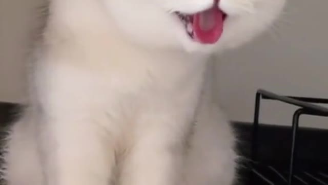 Funny cat looking sweet