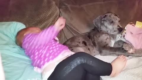 Cute Dogs and Babies are Best Friends -