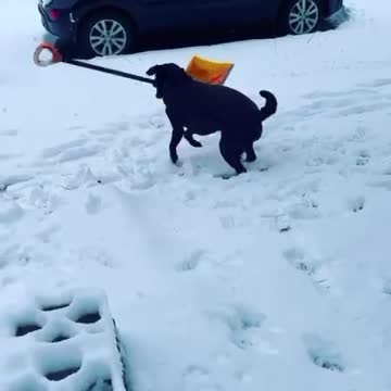 The amazing...spinning snow shovel dog!