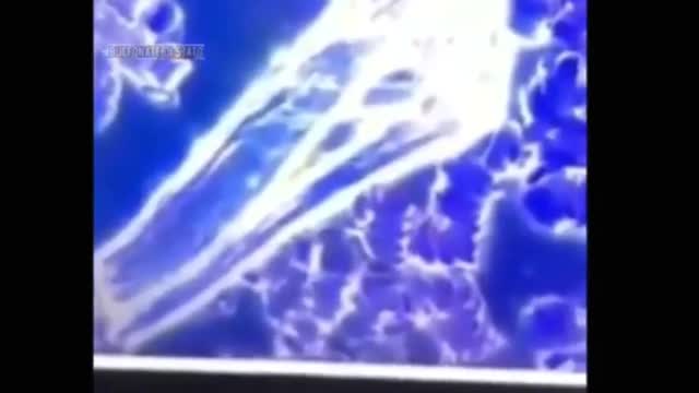 Ancora analisi del sangue al microscopio