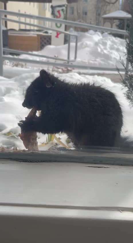The big eater black squirrel