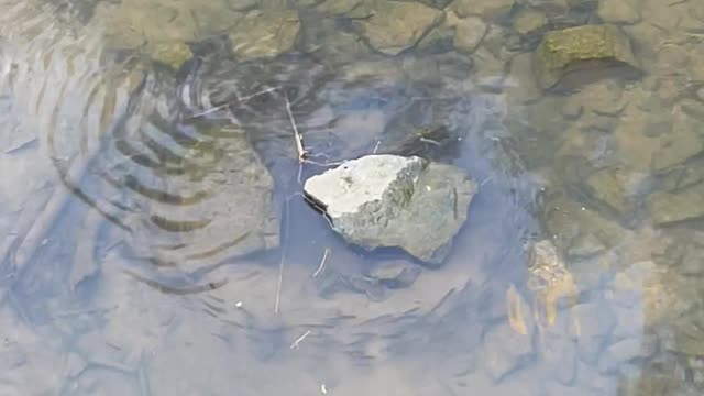 Fishrespect Your Surroundings Marshpit