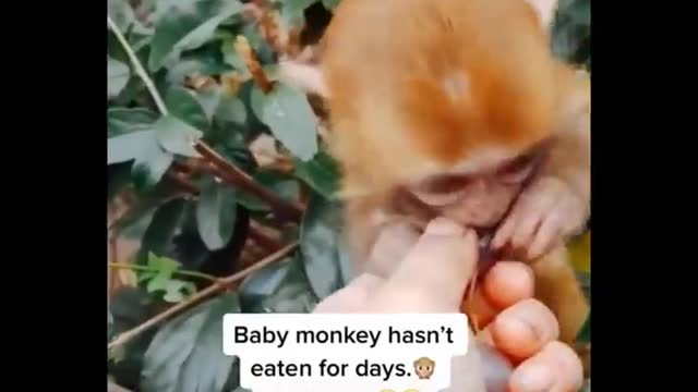 Cutest Animals - Animals Videos Sharing the Cutest Animal Moments - Cutest Animals