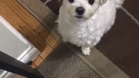 White dog barking at owner sitting down