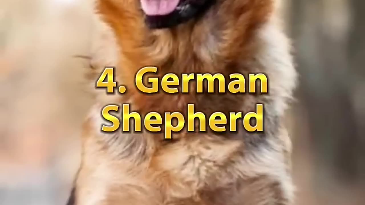 Top 10 most dangerous dog in the world shorts _ #shorts #dog #top10 #dangerous