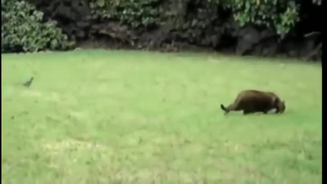 Funny Animals ; Funny video