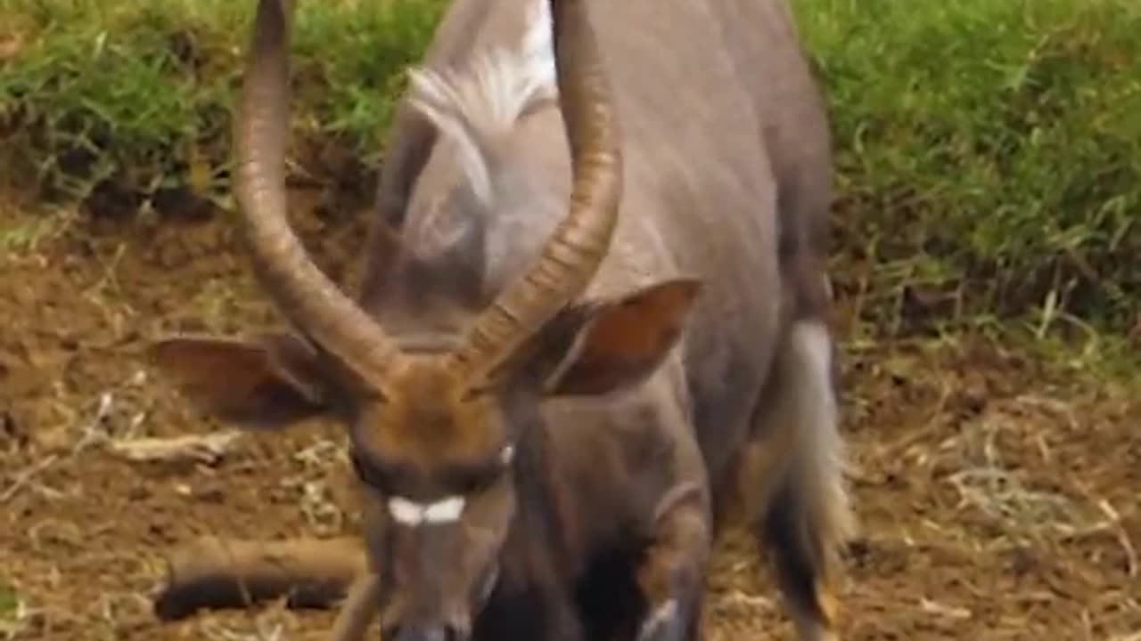 Animals Videos