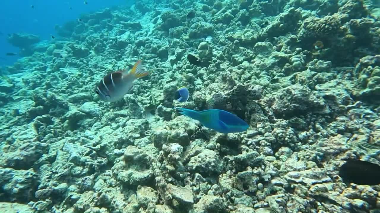 38.Daving in Maldives #maldives #diving