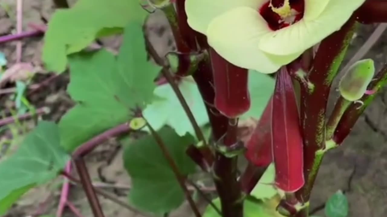 Amazing Fruits And Vegetables Collection 😋