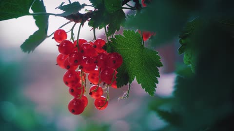 The harvest fruit is full and transparent