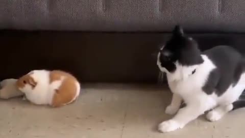 Cat, mouse, puppy