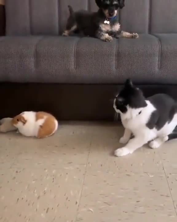 Cat, mouse, puppy