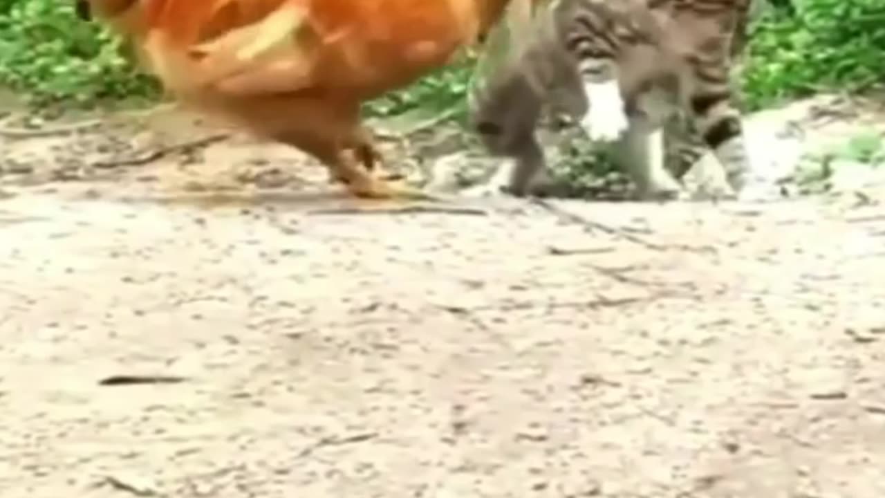 Cats very funny video