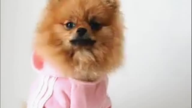 Cute dog video for dog lover#short