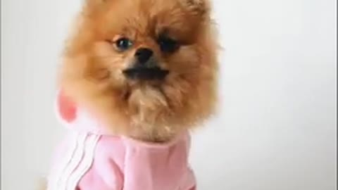 Cute dog video for dog lover#short