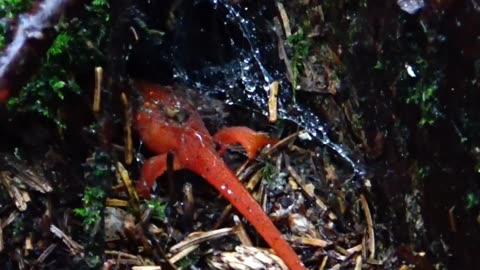 Eastern Newt