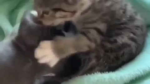 Adorable Cat and Dog love