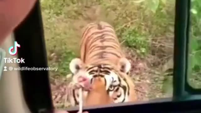 wildlifeobservatory Cute Tiger