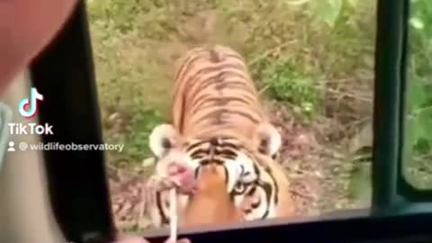 wildlifeobservatory Cute Tiger