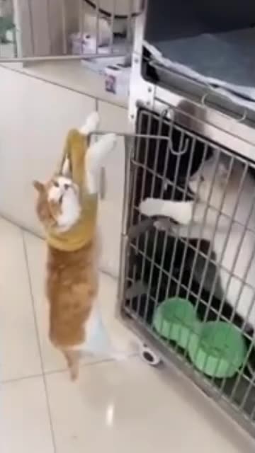 Funny cats&dog|Hilarious cat and dog moments|Cats and dogs funny videos|funny animal|try not laugh