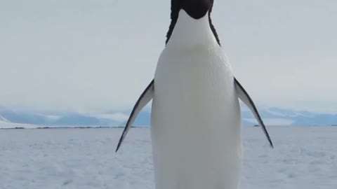 Penguin in Antartic Reacts to Ozone layer mending