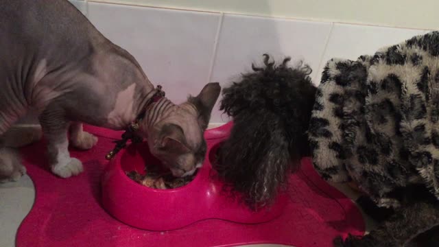 Sphynx Cat Beats Up Dog Over Cat Food