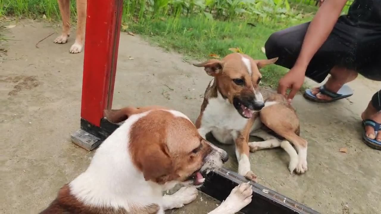 Funny dogs video