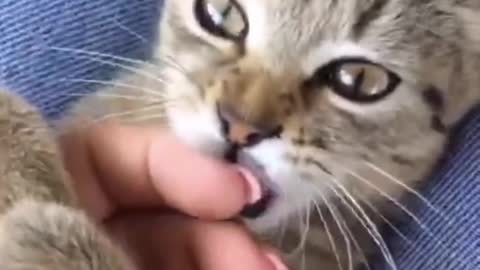 Charming cat
