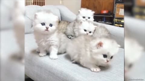 cute parrot and cat funny video