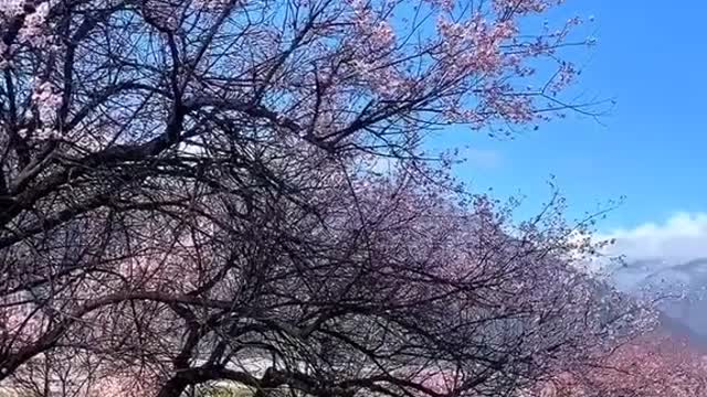 Healing Cherry Blossoms