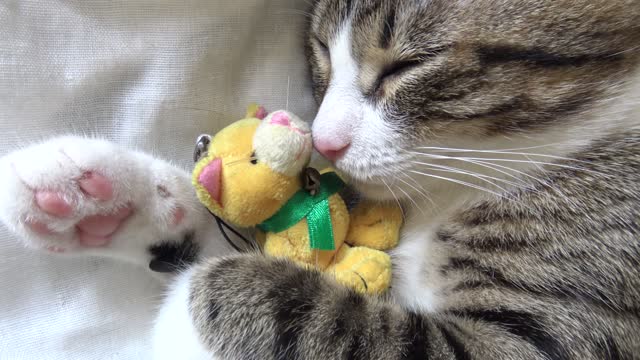 I Love My Toy Cat