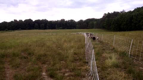 Small Ruminant Grazing Strategies: The "hallway"