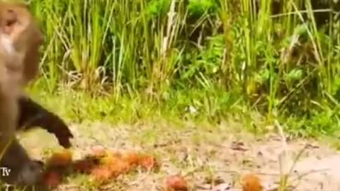 Prank cute monkey 🐵