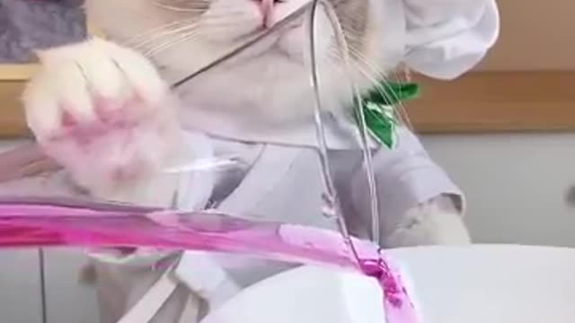 Funny cute cat video