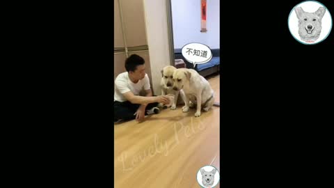 Funny dogs and men video