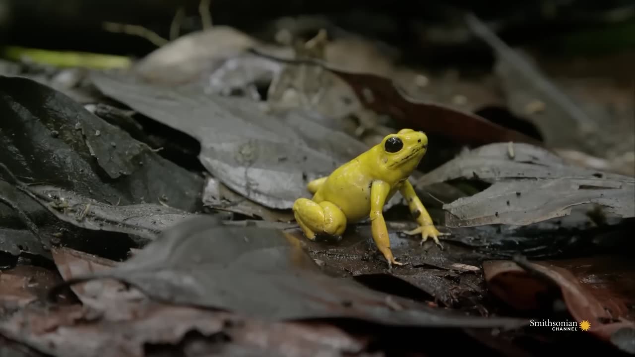 This Is Why You Should Never Be Alone In the Amazon forest