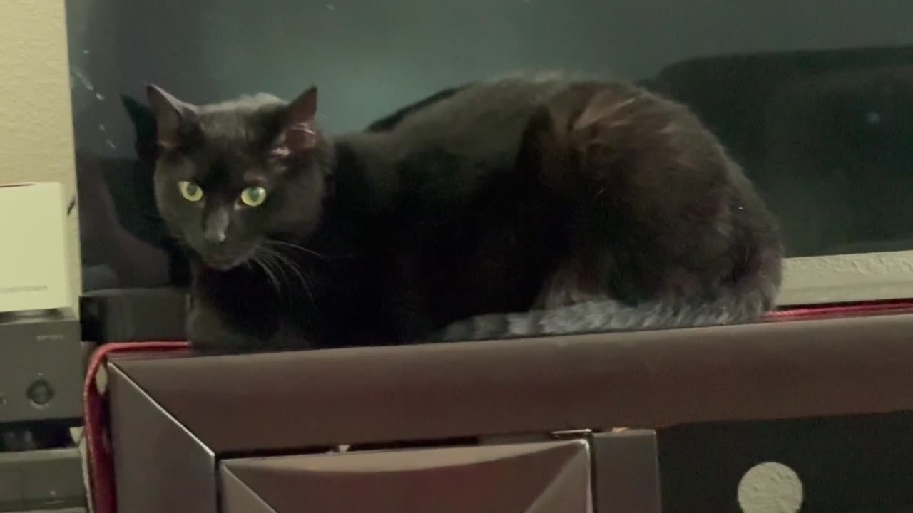 Cute Precious Piper is Better Than a Screen Saver - Adopting a Cat from a Shelter Vlog