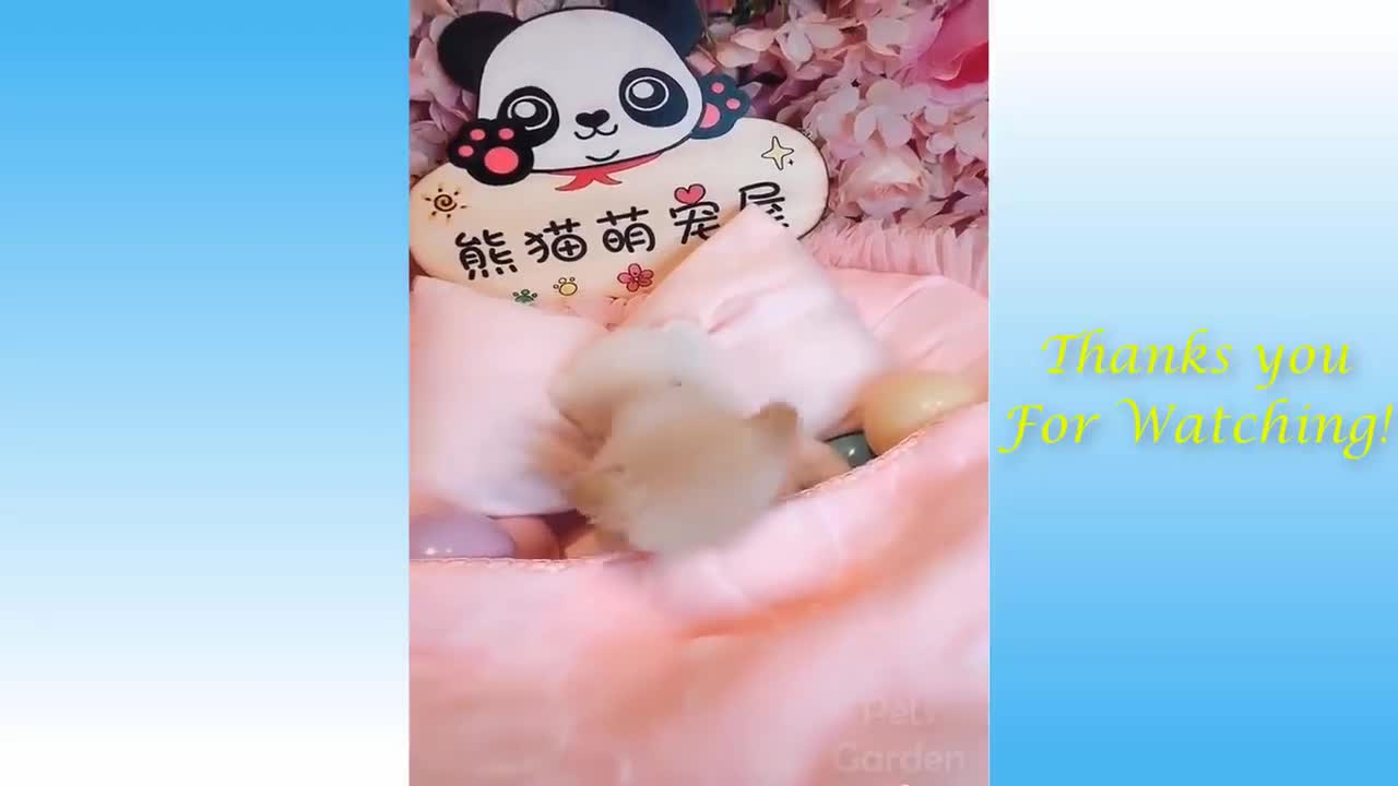 Funny animal moments Best videos from the animal world