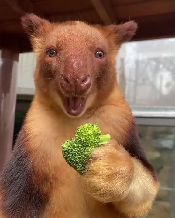 Baby kangaroo enjoying broccoli