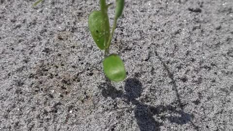 Plants in Desert