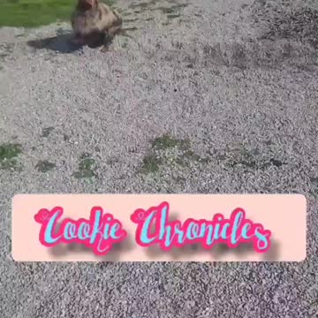 Cookie got super messy