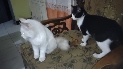 Ciko and Cimi are playing together