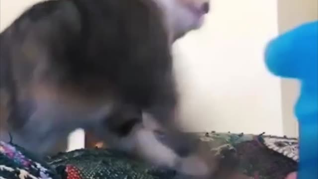 funny cat pet