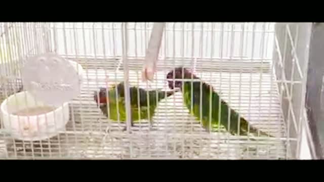 My Birds