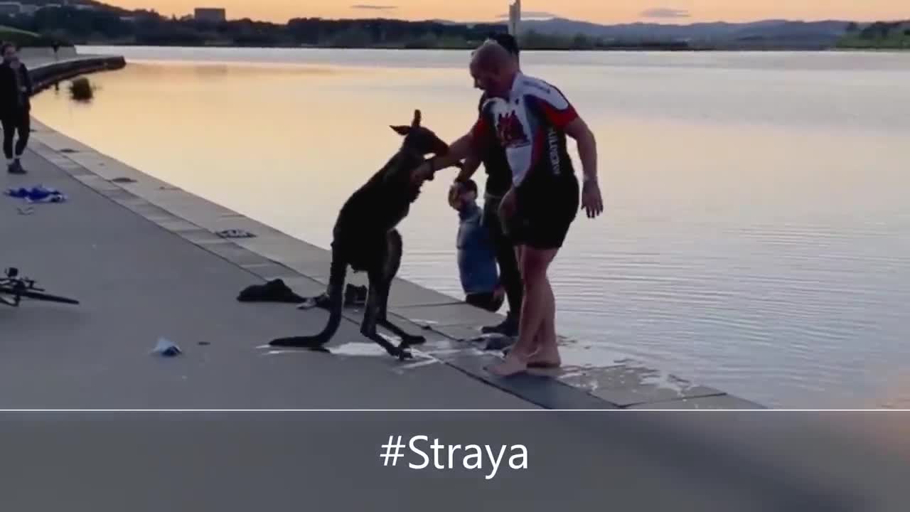 Helping kangaroo 🦘🦘 with pleasure and joy