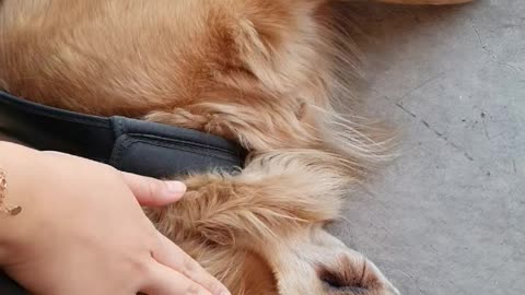 Retriever Ear Fluttering cute