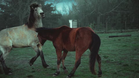 Beautifully lit horses