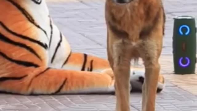 fake tiger with dog funny shorts