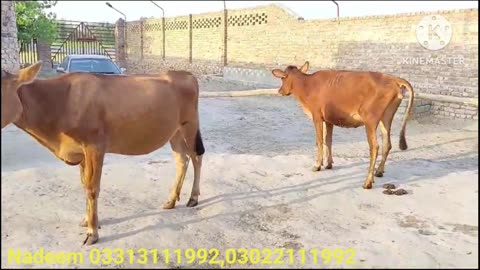 3 Imported Nasal ki Inseminated Jersey Heifers